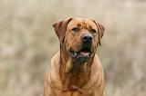 TOSA INU 558